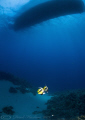   Red sea bannerfish under boat. D3 16mm. boat 16mm  